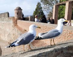 Alcazaba fortress in Málaga, Spain