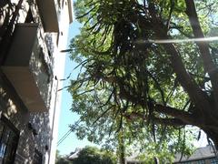 tall tree with moss-covered bark in a lush forest