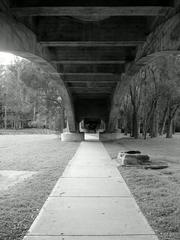 Underneath the viaduct at Burns Bay Reserve