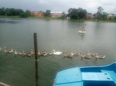 ducks swimming in a line on Coochbehar Dighi