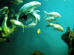 yellow fish between white fishes