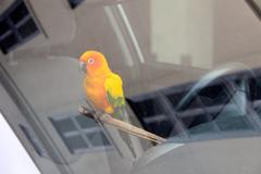 Bird in a car at Jackson Square, French Quarter, New Orleans