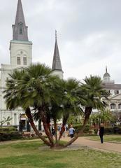 Chamaerops humilis palm in Jackson Square