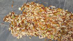 Fallen leaves in Jackson Square, New Orleans