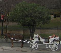 empty horse carriage drawn by a mule at Jackson Square in New Orleans