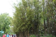 Bamboo trees at Jacksonville Zoo