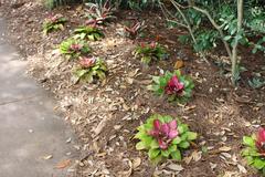 lush greenery and various plant species at Jacksonville Zoo