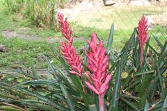 vibrant flora at Jacksonville Zoo