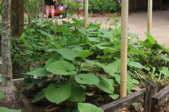 beautiful view of flora at Jacksonville Zoo