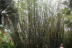 Bamboo at Jacksonville Zoo