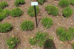 Bulbine frutescens at Jacksonville Zoo