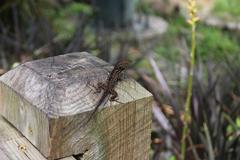 Little lizard at Jacksonville Zoo