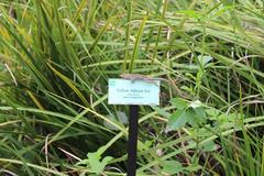 Dietes bicolor and lizard at Jacksonville Zoo