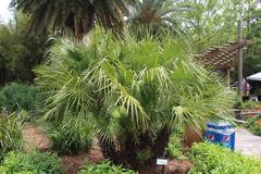 European Fan Palm at Jacksonville Zoo