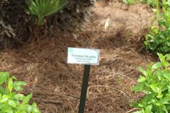 European Fan Palm sign at Jacksonville Zoo