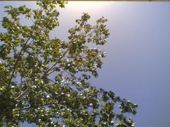 Fresh tree leaves and sunshine