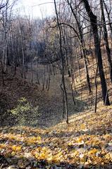 Gully in Neskuchny Garden, Moscow