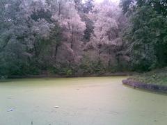 Pond in Neskuchniy Garden, Moscow