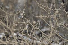 winter berries on the snow