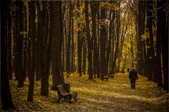 Autumn Alley in Neskuchny Garden, Russia