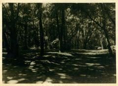 Vintage forest scene in 1988 film development