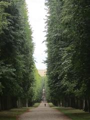 Linden tree alley in the Versailles park in August 2017