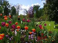 Beautiful flowers in Versailles garden