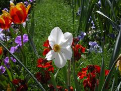 flowers in spring in Versailles