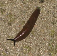 Black slug in Jardin des Deux Rives, Strasbourg