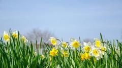 Yellow Narcissus flowers in bloom