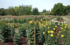 Collection of dahlias at Jardin des Plantes de Lille