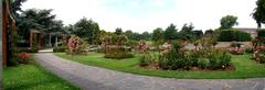 Roses in Jardin des Plantes, Lille