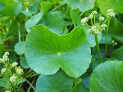 Hydrocotyle bonariensis plant with round leaves