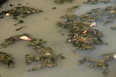 polluted river canal in Talisay City, Cebu