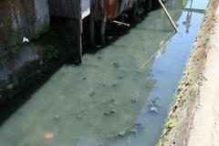 polluted water in Talisay City, Cebu