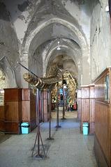 Whale skeleton in the oceanographic museum Alexandria Egypt