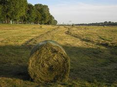 Cologne-Poll woolly hay bales with a bridge in the backdrop