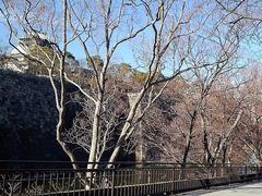 Chinese elms along the moat at Osaka Castle