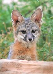 Gray Fox Kit peeking from behind a rock