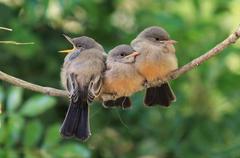 Say's Phoebe chicks in nest