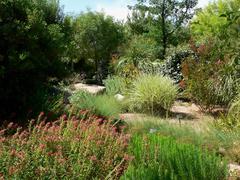 Springs Preserve garden plants