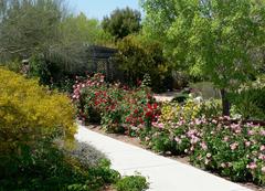 Rose area at the Desert Demonstration Garden in Las Vegas