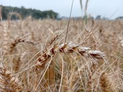 a simple beauty of growing grains