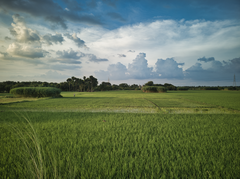 Farm landscape near Rajshahi with jute and paddy fields