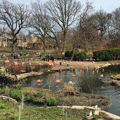 flamingo at Lincoln Park Zoo in Chicago