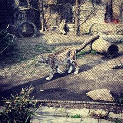 Lynx at Lincoln Park Zoo in Chicago