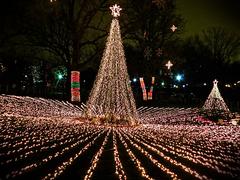 Holiday Zoo Lights with vibrant light displays