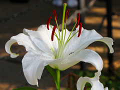 Lily in bloom at Lincoln Park Zoo