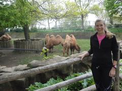 Two camels resting in an enclosure at Lincoln Park Zoo