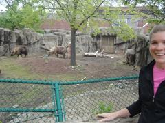 Musk Ox at Lincoln Park Zoo